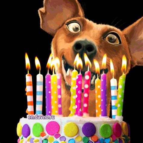 Happy Birthday GIF by Chippy the dog. . Happy birthday gifs dogs